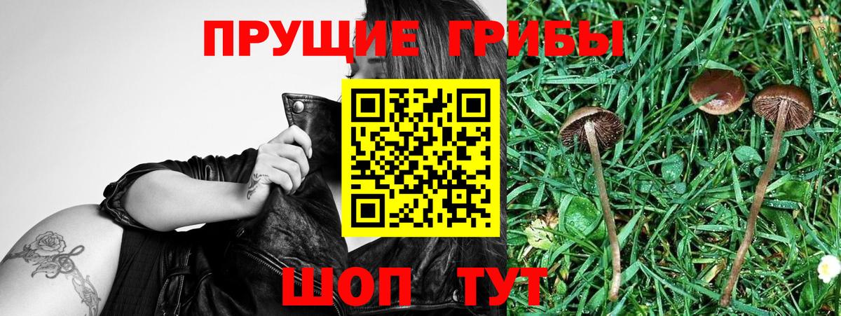 Славгород  Галлюциногенные грибы MAGIC MUSHROOMS  Вход с VPN 